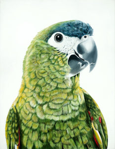 Green Parrot "Clarence" Art Print